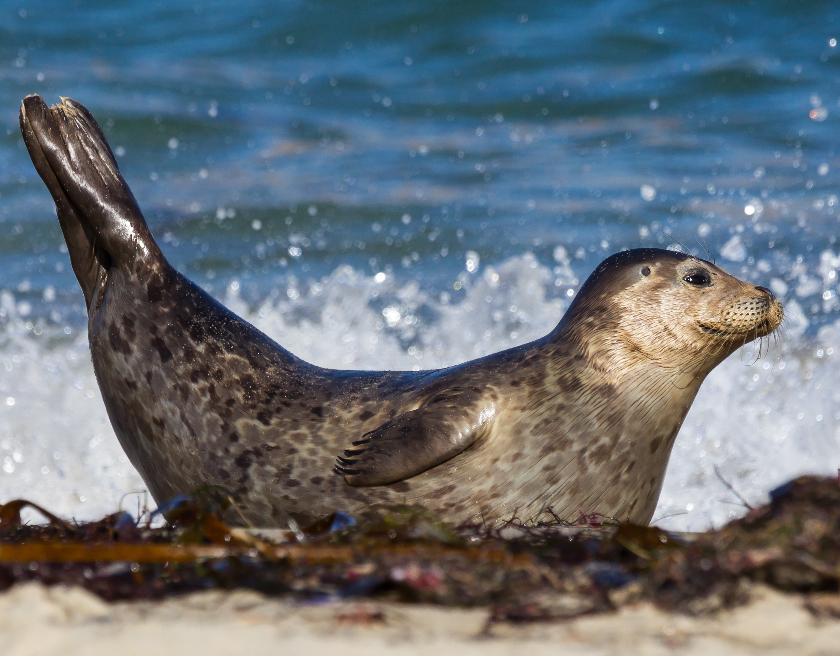 The Marine Mammal Center Marine Mammal Monday Super Seals